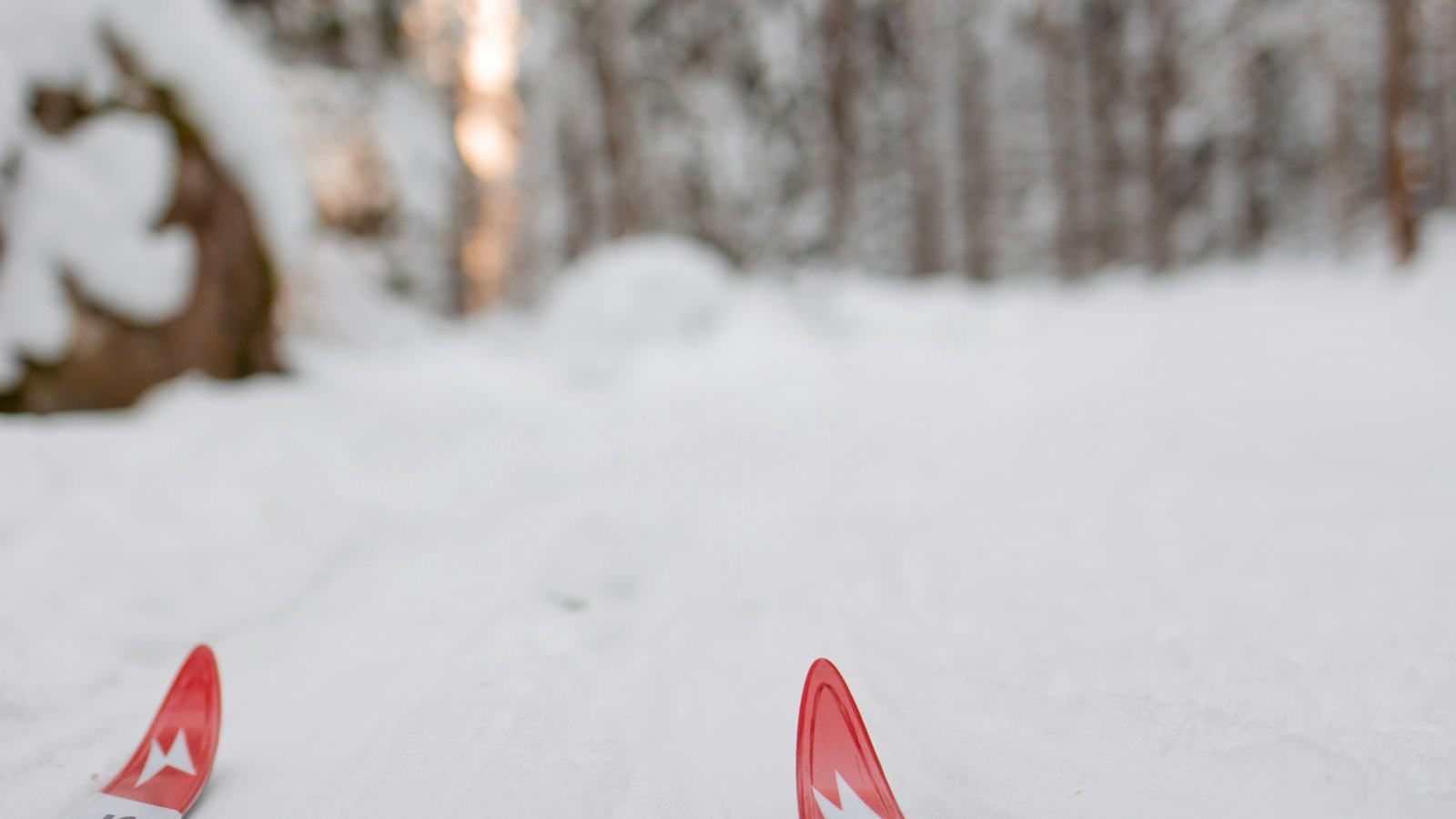 Spitzen von Langlaufskiern im Schnee